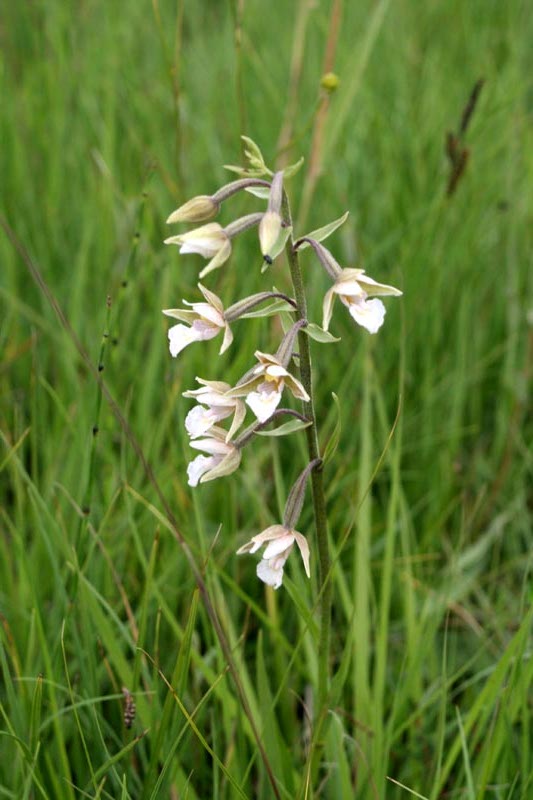 Sumpf Stendelwurz - Sumpf-Stendelwurz Orchidee in Mecklenburg